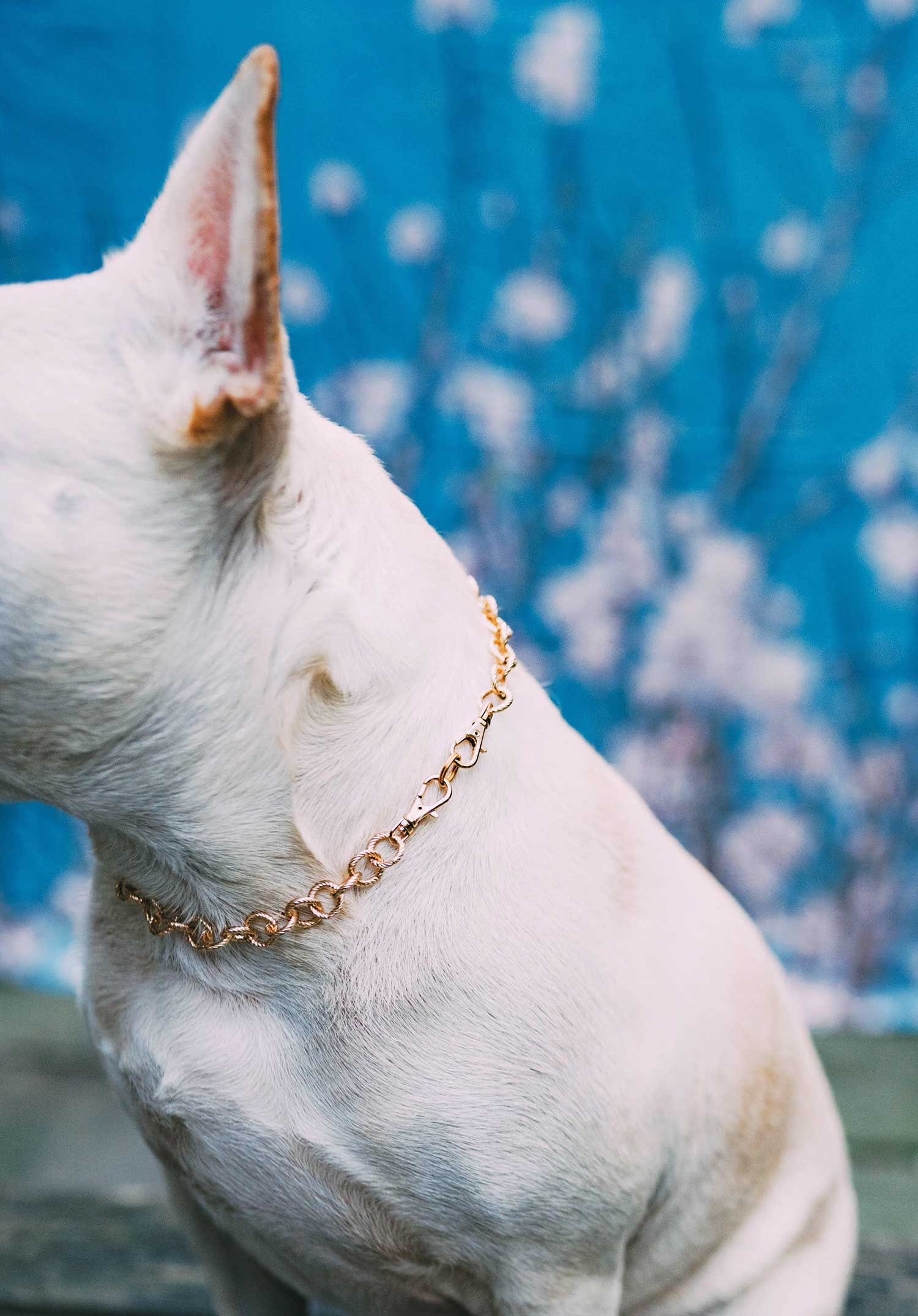 Pearl necklace outlet dog collar